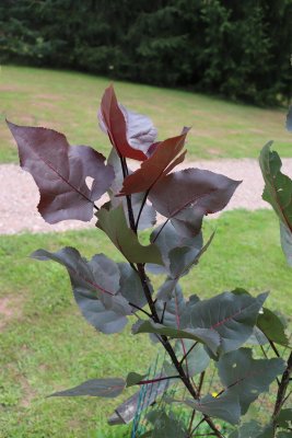 Populus deltoides 'Purple Tower' - topol bavlníkový - listy
